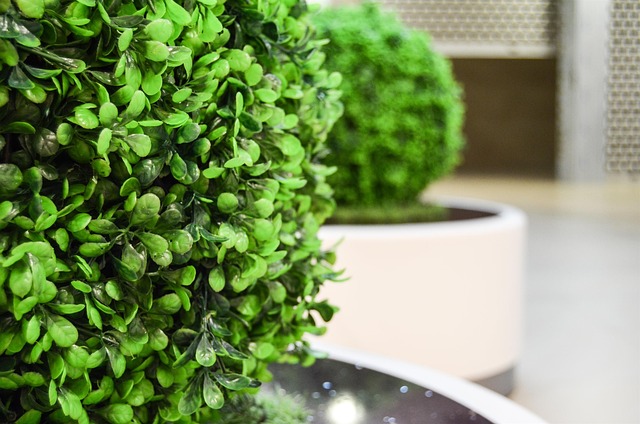 umělý buxus